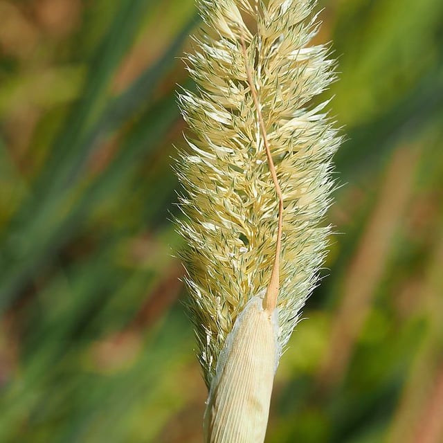 Phalaris paradoxa — flower