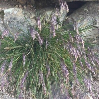 Sesleria caerulea — flower