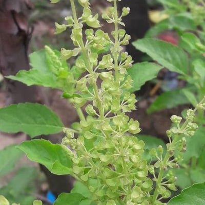 Ocimum tenuiflorum — flower