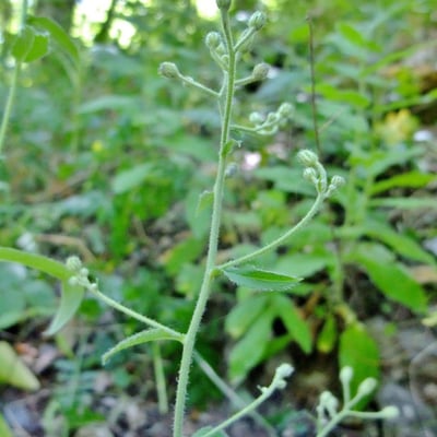 Hieracium prenanthoides — flower
