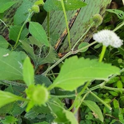 Melanthera nivea — flower