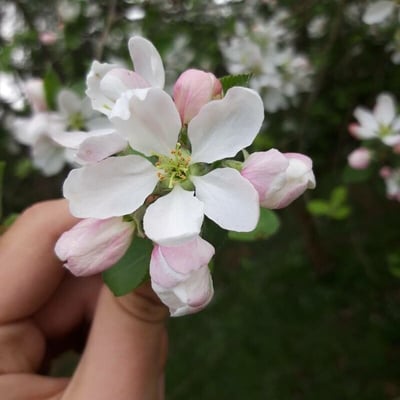 Malus sylvestris — flower