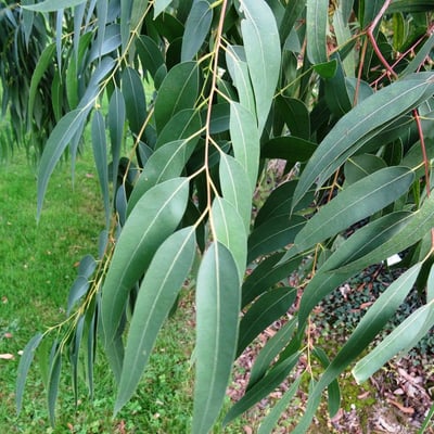 Eucalyptus ovata — leaf