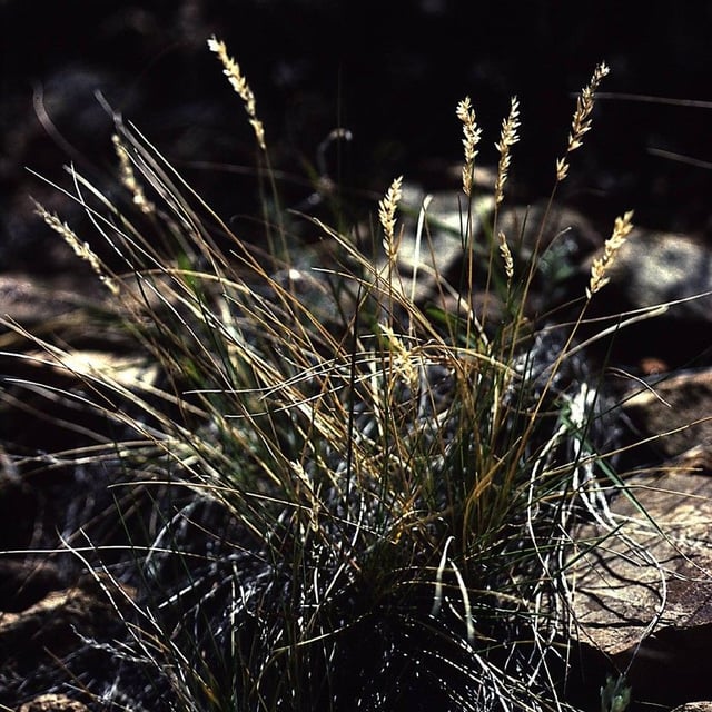 Poa fendleriana — habit