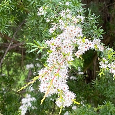 Kunzea ambigua — flower