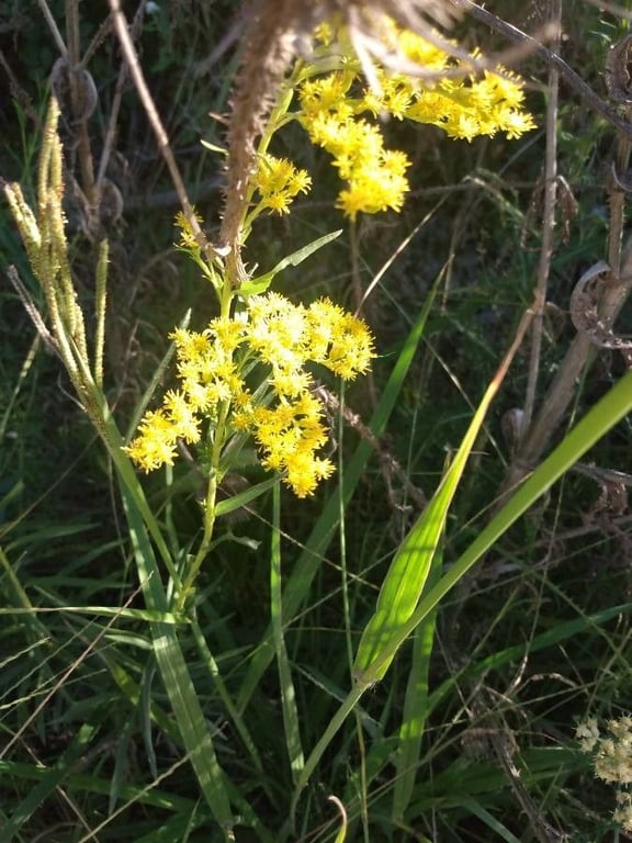 Chilean solidago
