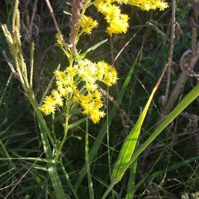 Chilean solidago