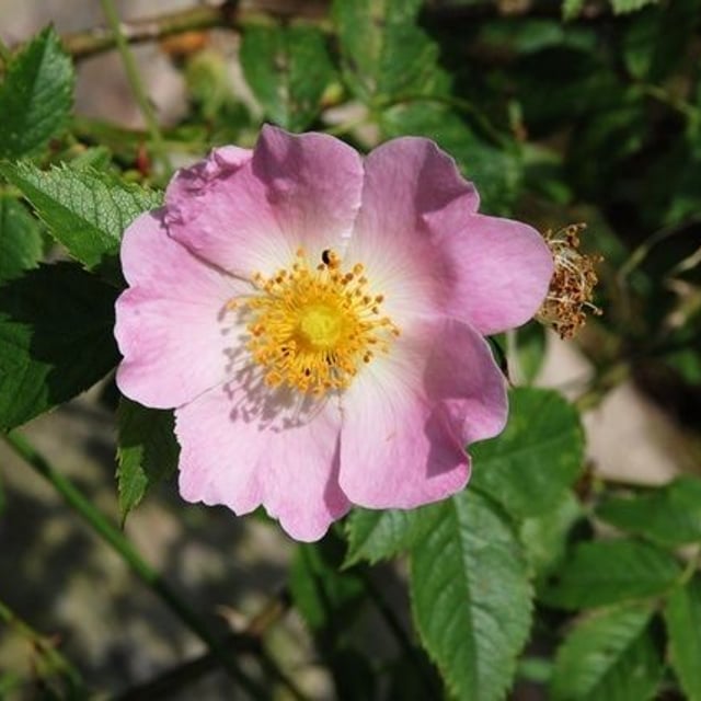 Rosa squarrosa — flower