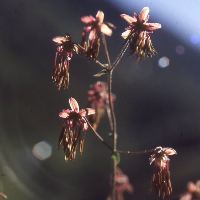 Thalictrum foetidum — flower