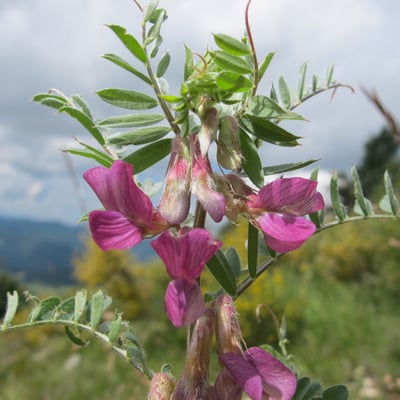 Vicia pannonica — flower