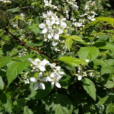 Rubus argutus — flower