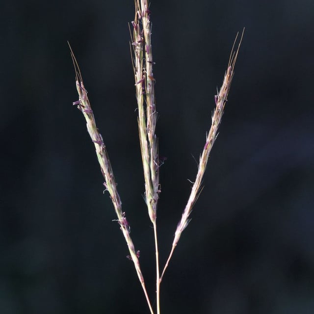 Bothriochloa ischaemum — flower