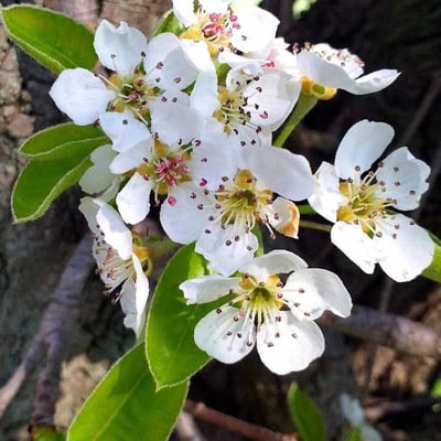 Pyrus communis — flower