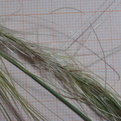 Stipa capensis — flower