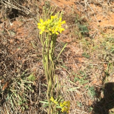 Erysimum virgatum — flower