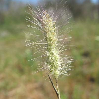 Polypogon maritimus — flower