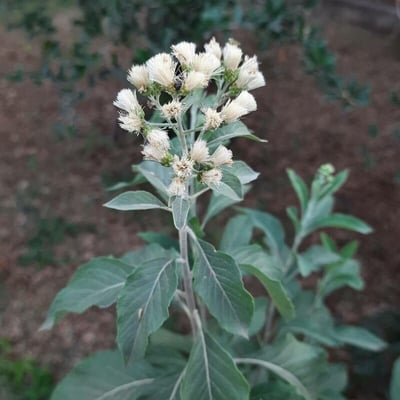 Gymnanthemum amygdalinum — flower