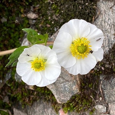 Ranunculus alpestris — flower