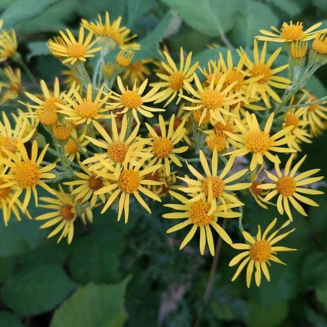 Jacobaea paludosa — flower