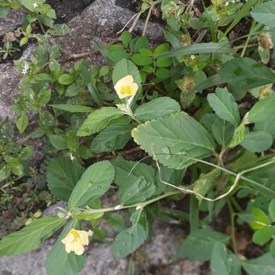 Sida acuta — flower