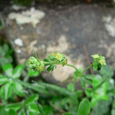 Alchemilla saxatilis — flower