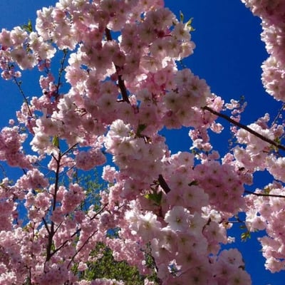 Prunus serrulata — flower