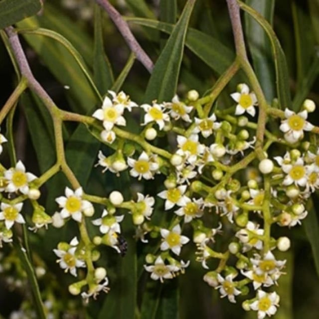 Geijera parviflora — flower