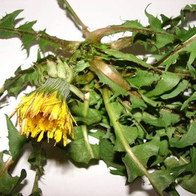 Taraxacum fasciatum — habit