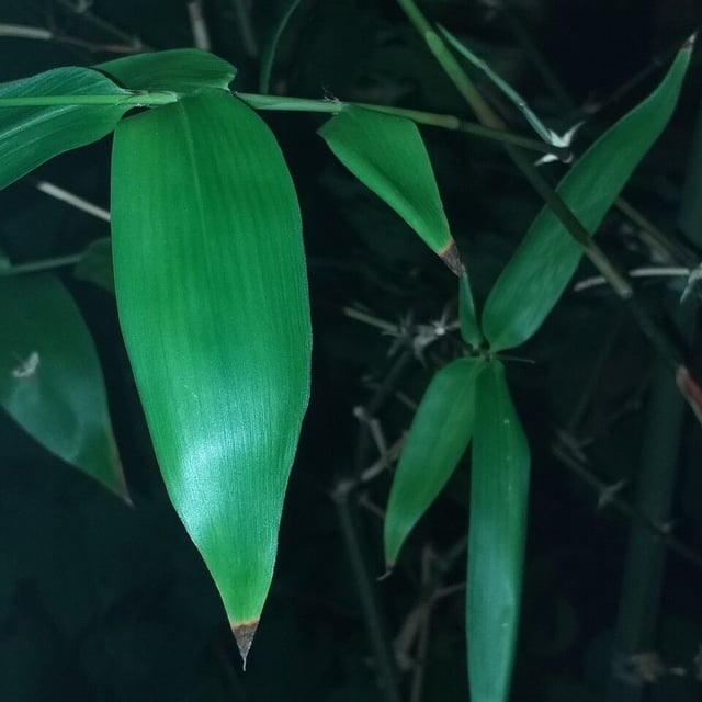 Guadua angustifolia — leaf