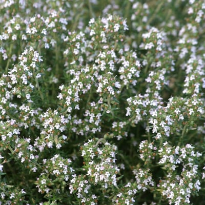 Thymus hyemalis — flower