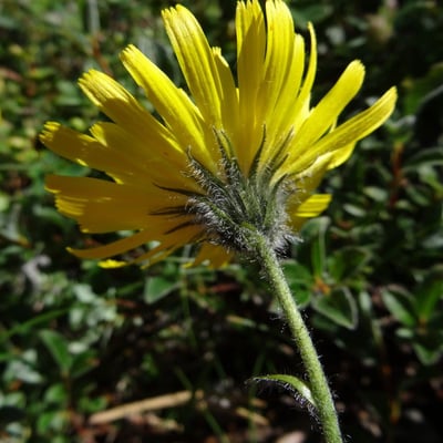 Hieracium piliferum — flower