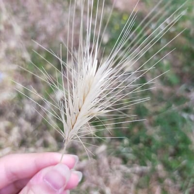 Hordeum jubatum — flower