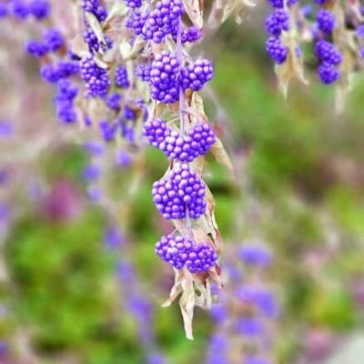Callicarpa americana — flower
