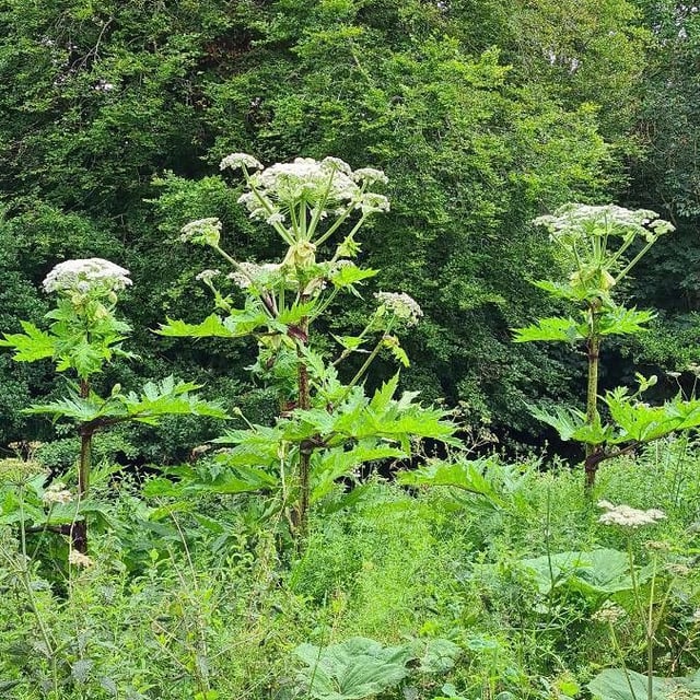 Heracleum mantegazzianum — flower
