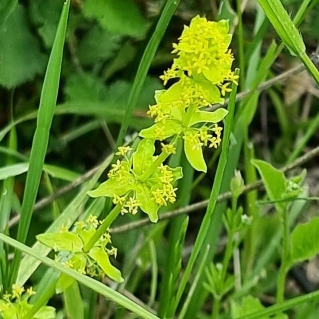 Cruciata glabra — flower