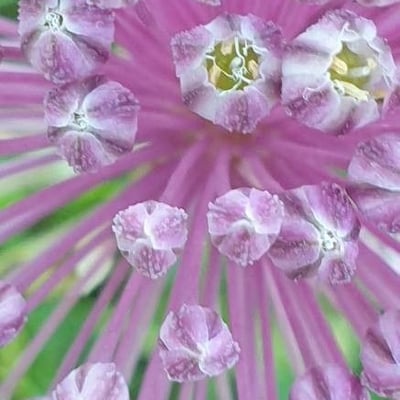 Allium ampeloprasum — flower