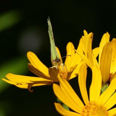 Ligularia sibirica — flower