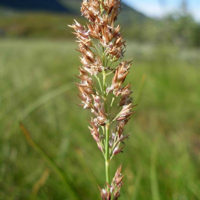 Calamagrostis stricta — flower