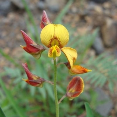 Crotalaria pumila — flower