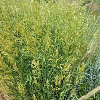 Bromus inermis — flower