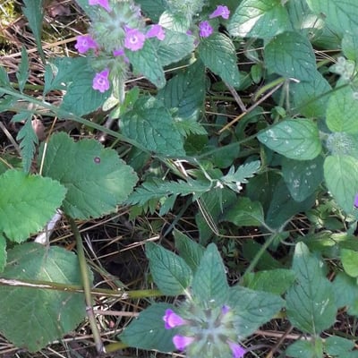 Clinopodium vulgare — flower