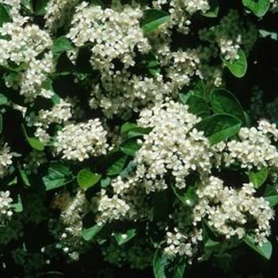 Pourthiaea villosa — flower