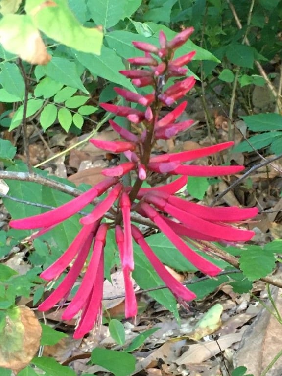 Coral-bean