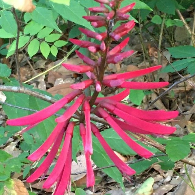 Erythrina herbacea — flower