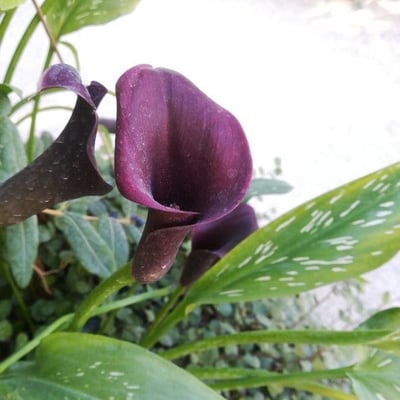 Zantedeschia aethiopica — flower