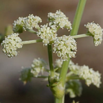 Trinia glauca — flower