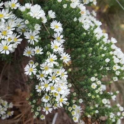 Symphyotrichum ericoides — flower