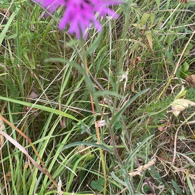 Centaurea debeauxii — leaf