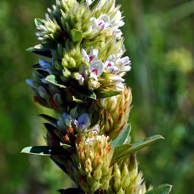 Lespedeza capitata — flower