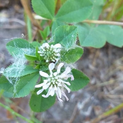Trifolium resupinatum — flower